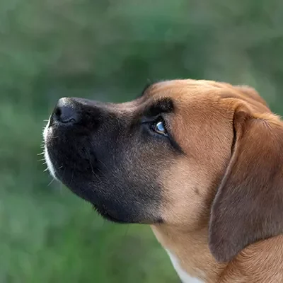 Das Gesicht eines Hundes – er profitiert von den Leistungen einer Hundeversicherung ohne Selbstbeteiligung
