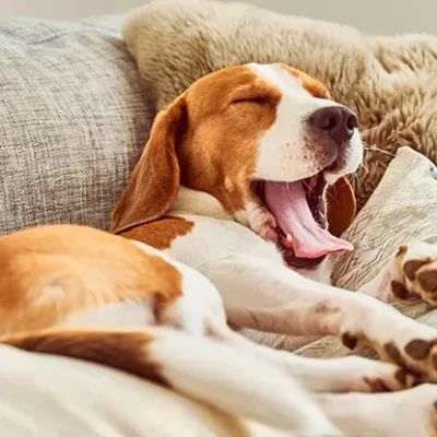 Ein Hund auf einer Couch – seine Besitzer haben eine Hundeversicherung ohne Selbstbeteiligung abgeschlossen