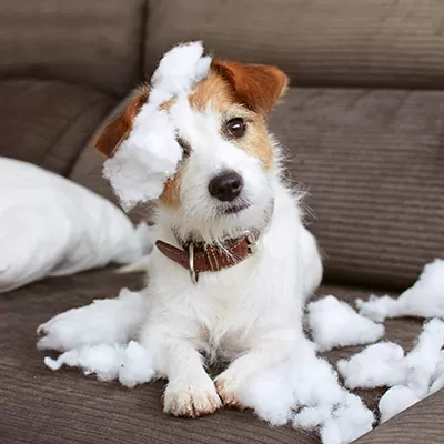 Ein Hund hat ein Sofa zerbissen – sein Besitzer hat eine Haustierversicherung und Hundehaftpflichtversicherung abgeschlossen