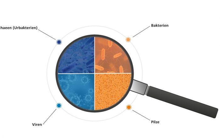 Infografik der Bestandteile des Darm Mikrobioms in Form einer Lupe