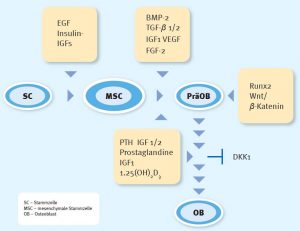 Schema Vitamin D
